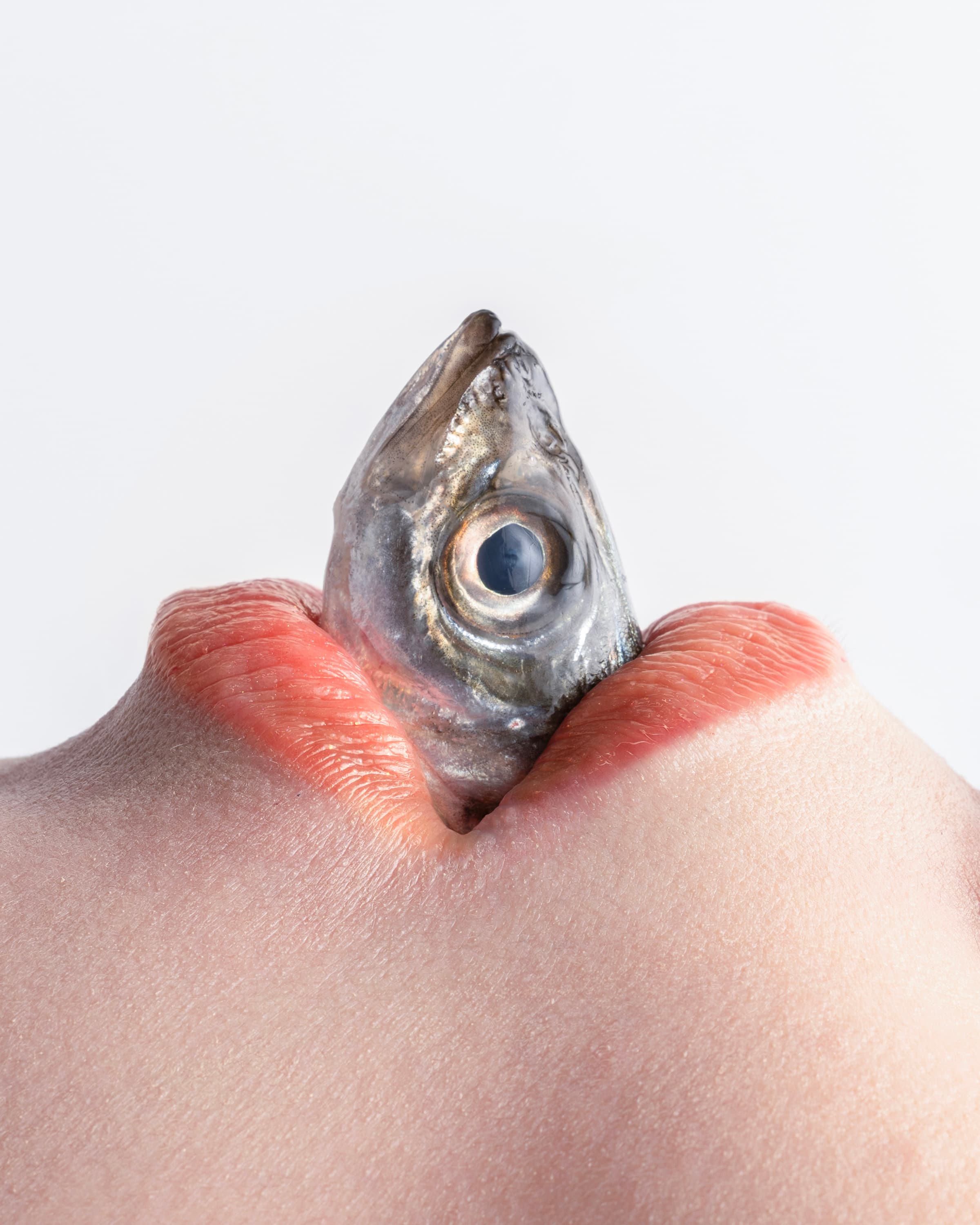 A fish head held between a pair of lips on a white background